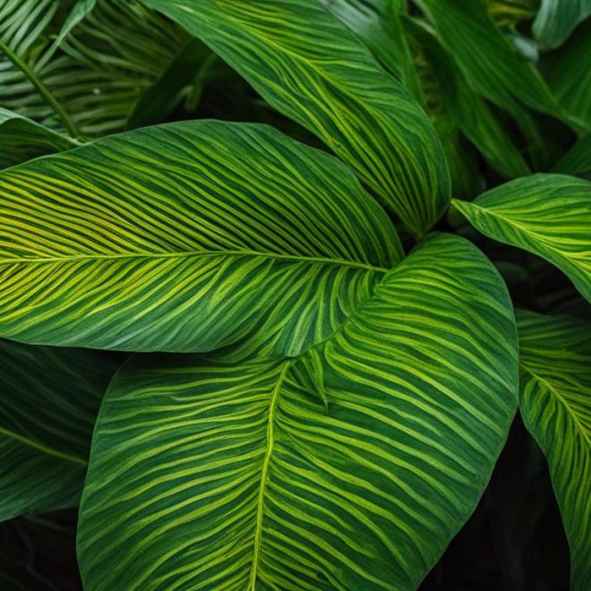 Uncover the Secrets of Are druryi – A Rare Find