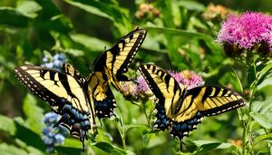 Male vs Female Eastern Tiger Swallowtail: How to Tell