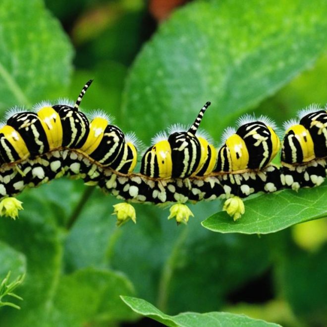 Pipevine Swallowtail Caterpillar: ID and Care