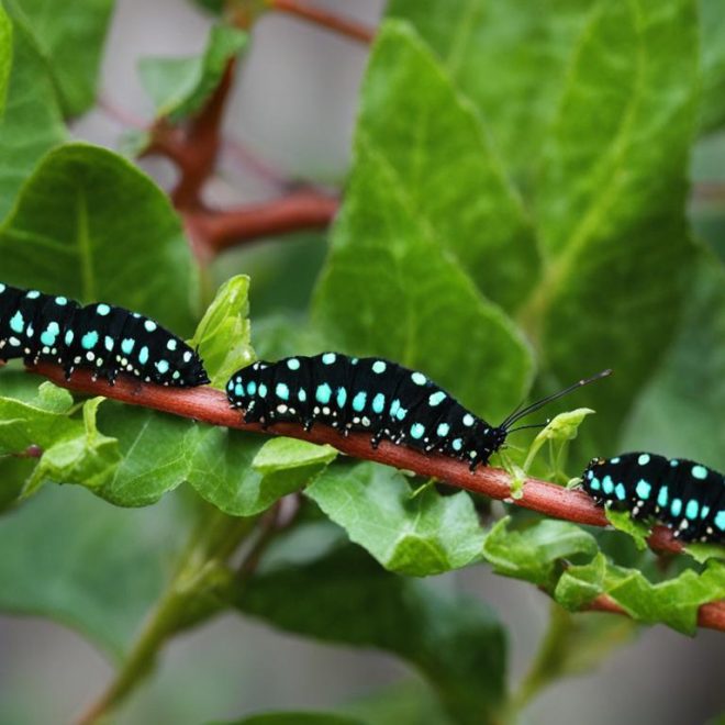 Pipevine Swallowtail Host Plant Guide