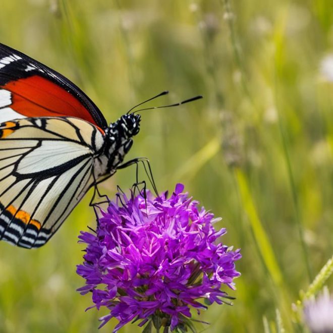 Pyrgus malvae Guide: Habitat & Conservation Tips