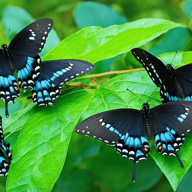 Spicebush Swallowtail Butterfly | ID, Range & Garden Tips