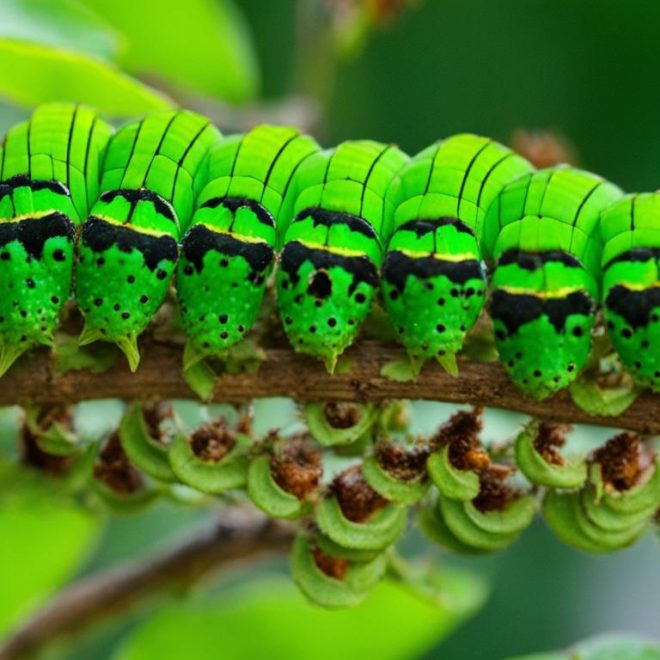 Raising Spicebush Swallowtail Caterpillars