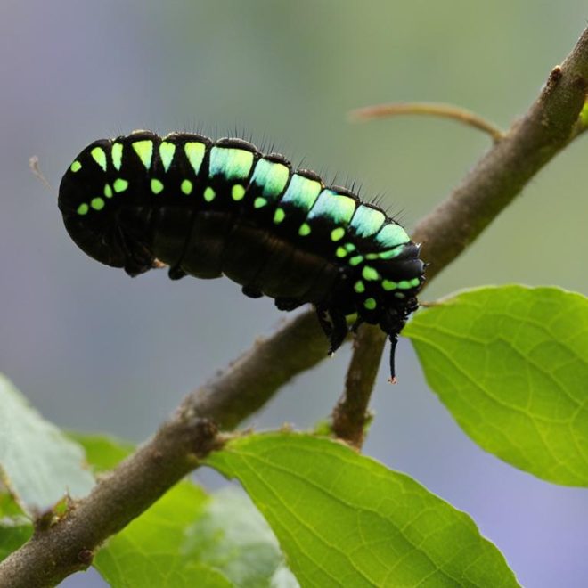 Spicebush Swallowtail Life Cycle: Egg to Adult Stages