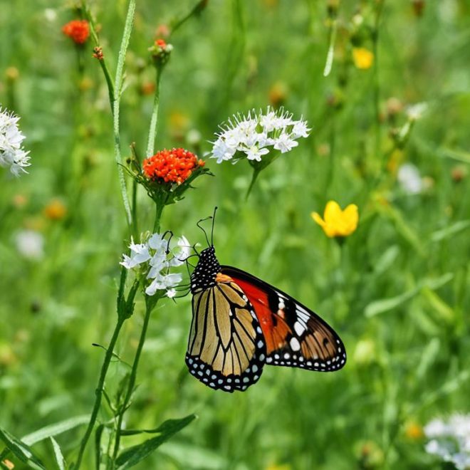 Butterflies in the Food Chain: Their Ecosystem Role
