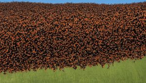 Monarch Migration Season: Discover the Month!