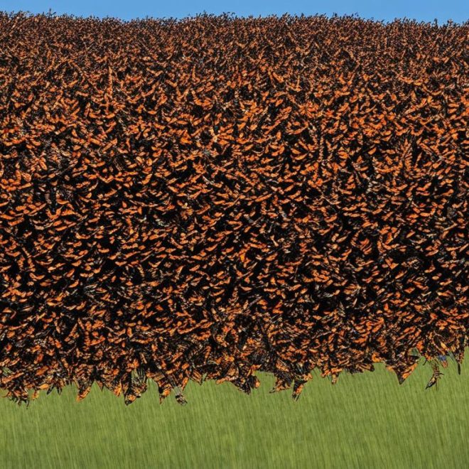 Monarch Migration Season: Discover the Month!