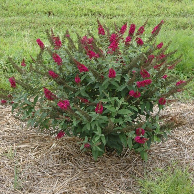 Butterfly Bush Care Guide: Sizes, Varieties and Growing Tips