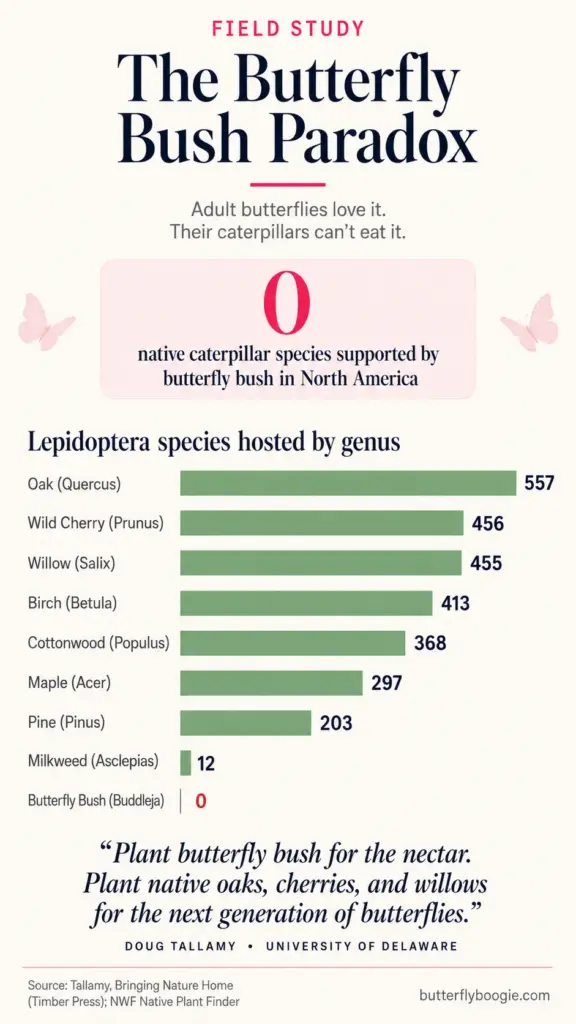 Vertical infographic titled The Butterfly Bush Paradox comparing native caterpillar host species counts for oak, cherry, willow, birch, maple, milkweed, and butterfly bush