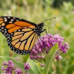 Monarch Butterfly Colors: What They Mean and Why