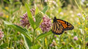 Monarch Butterfly Scientific Name: Danaus Plexippus Explained
