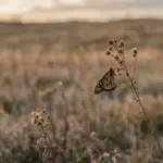 Are Butterflies Disappearing? What the 2025 Science Study Found