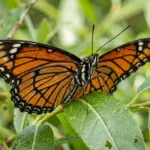 Viceroy Butterfly: How to Tell It From a Monarch