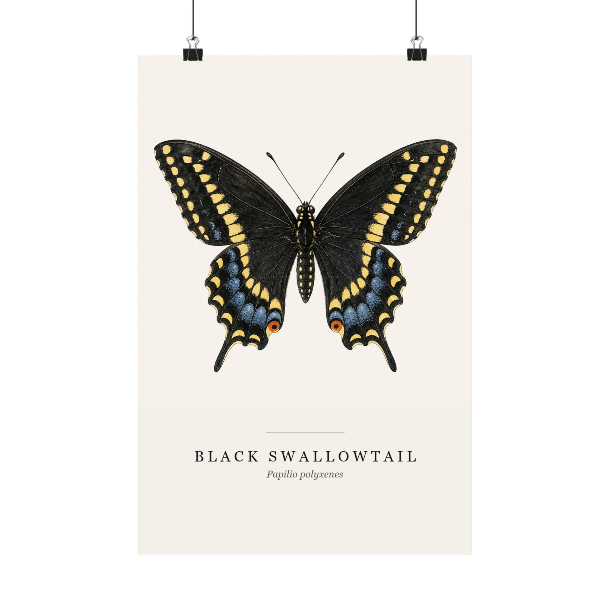 Black Swallowtail Watercolor Print - 12x18