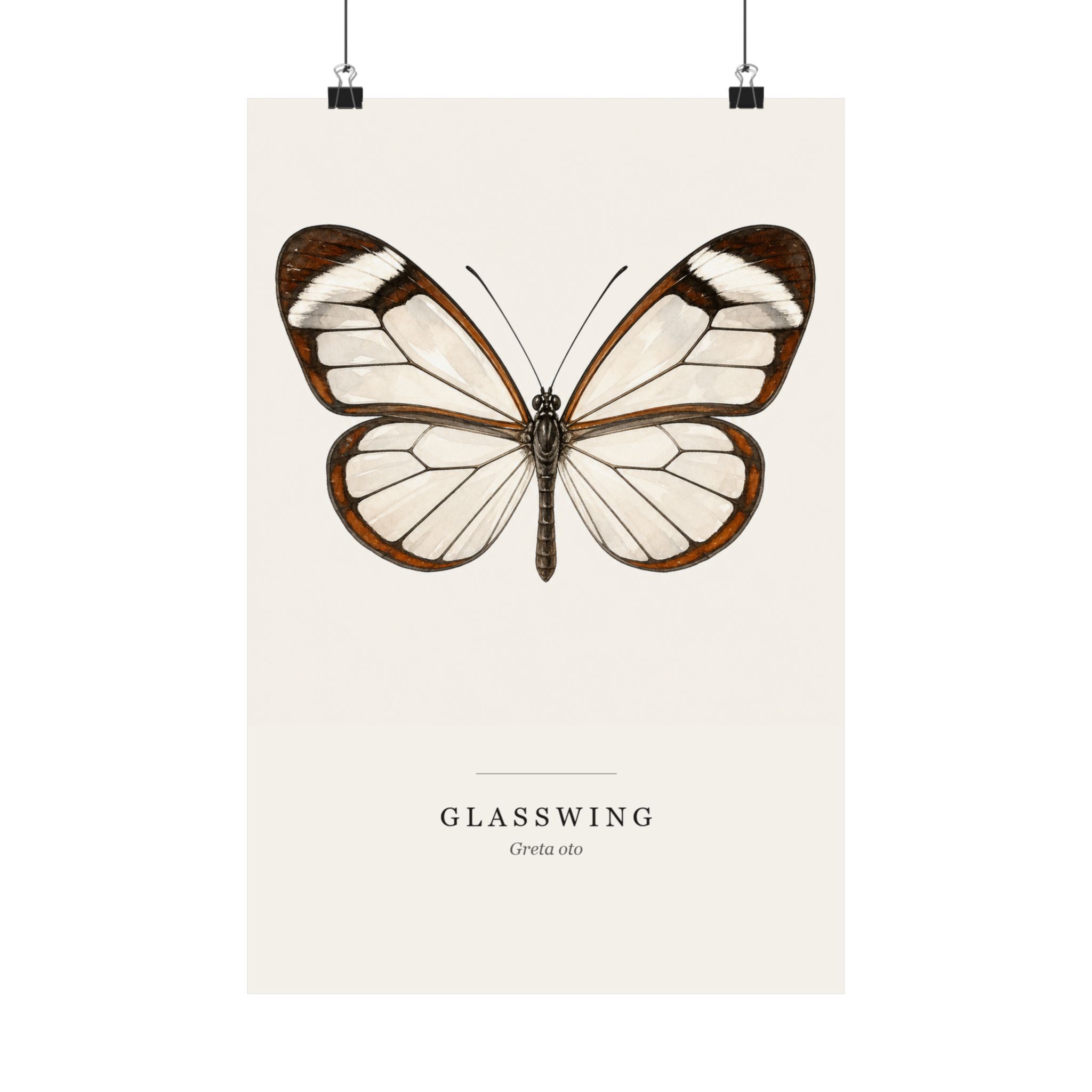 Glasswing Watercolor Print - 12x18