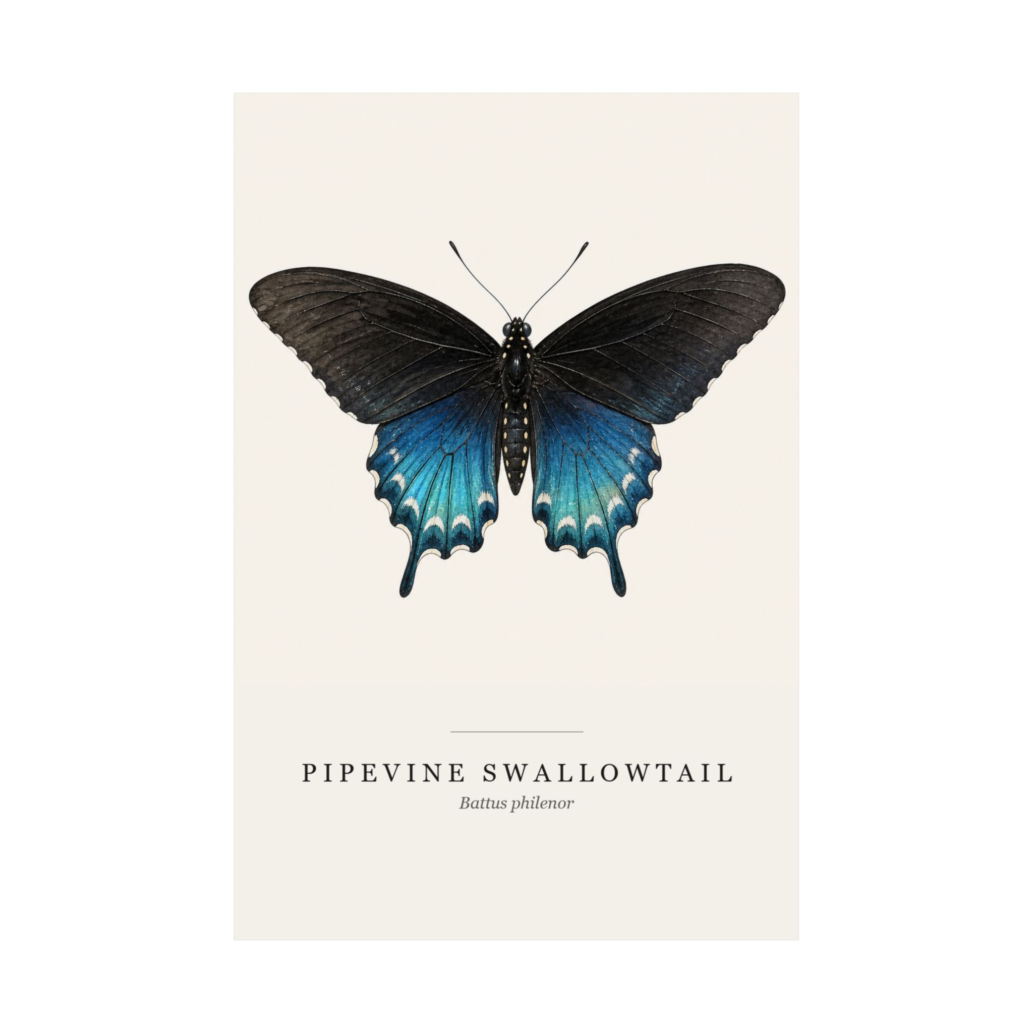 Pipevine Swallowtail Watercolor Print - 12x18 - Image 2