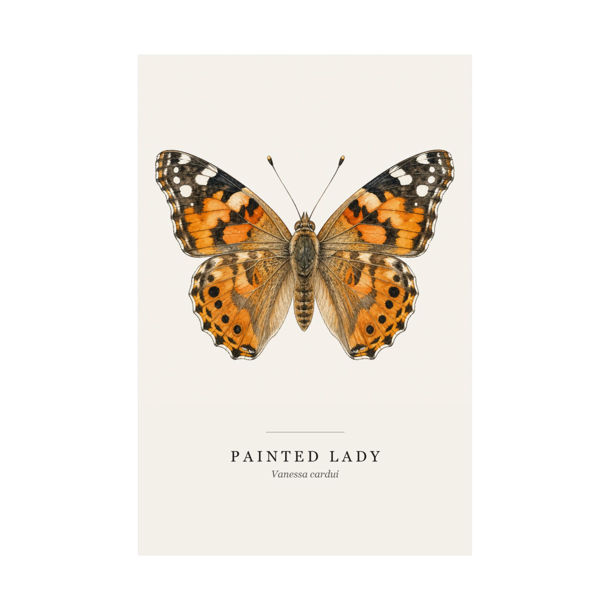 Painted Lady Watercolor Print - 12x18 - Image 2