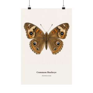 Common Buckeye Watercolor Print
