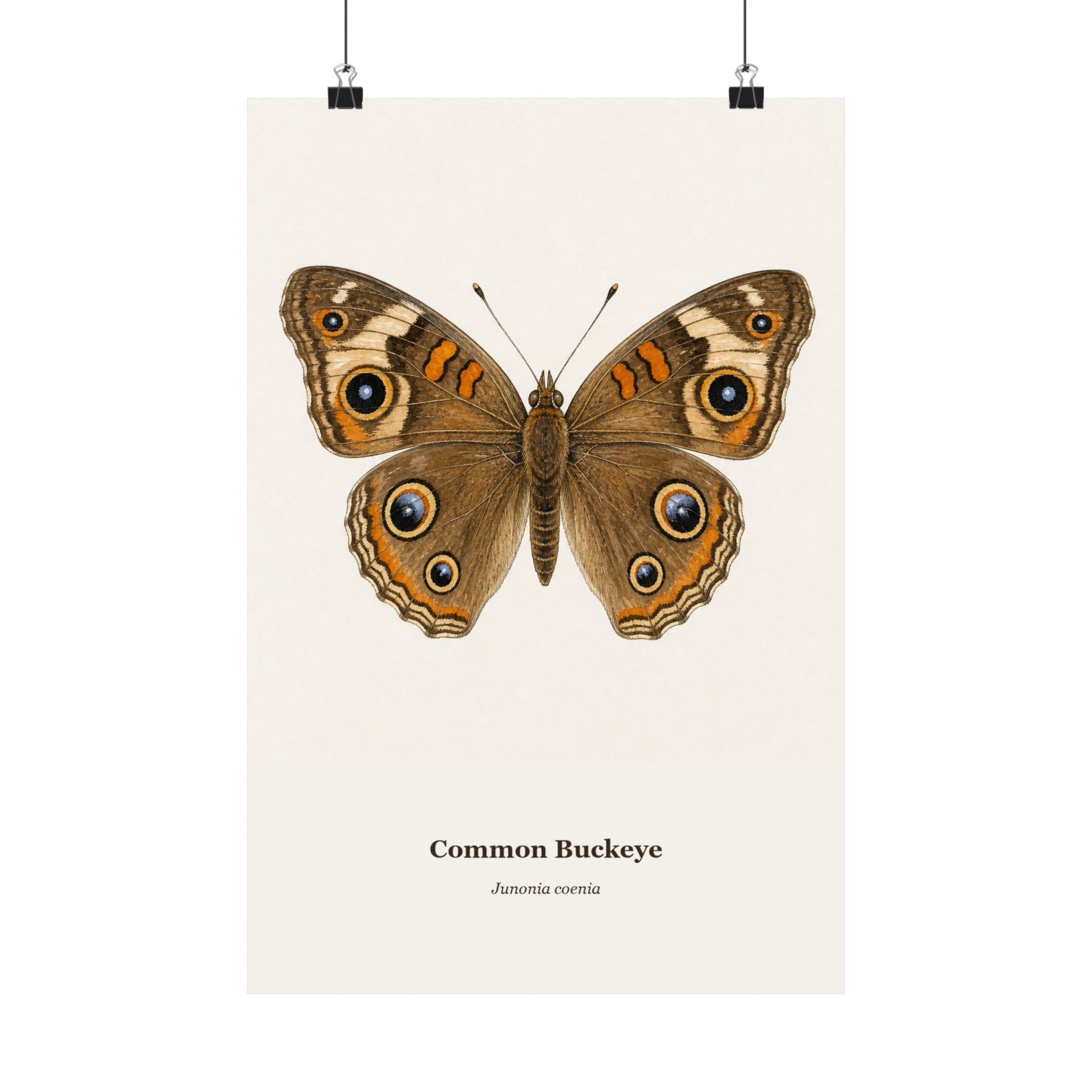 Common Buckeye Watercolor Print