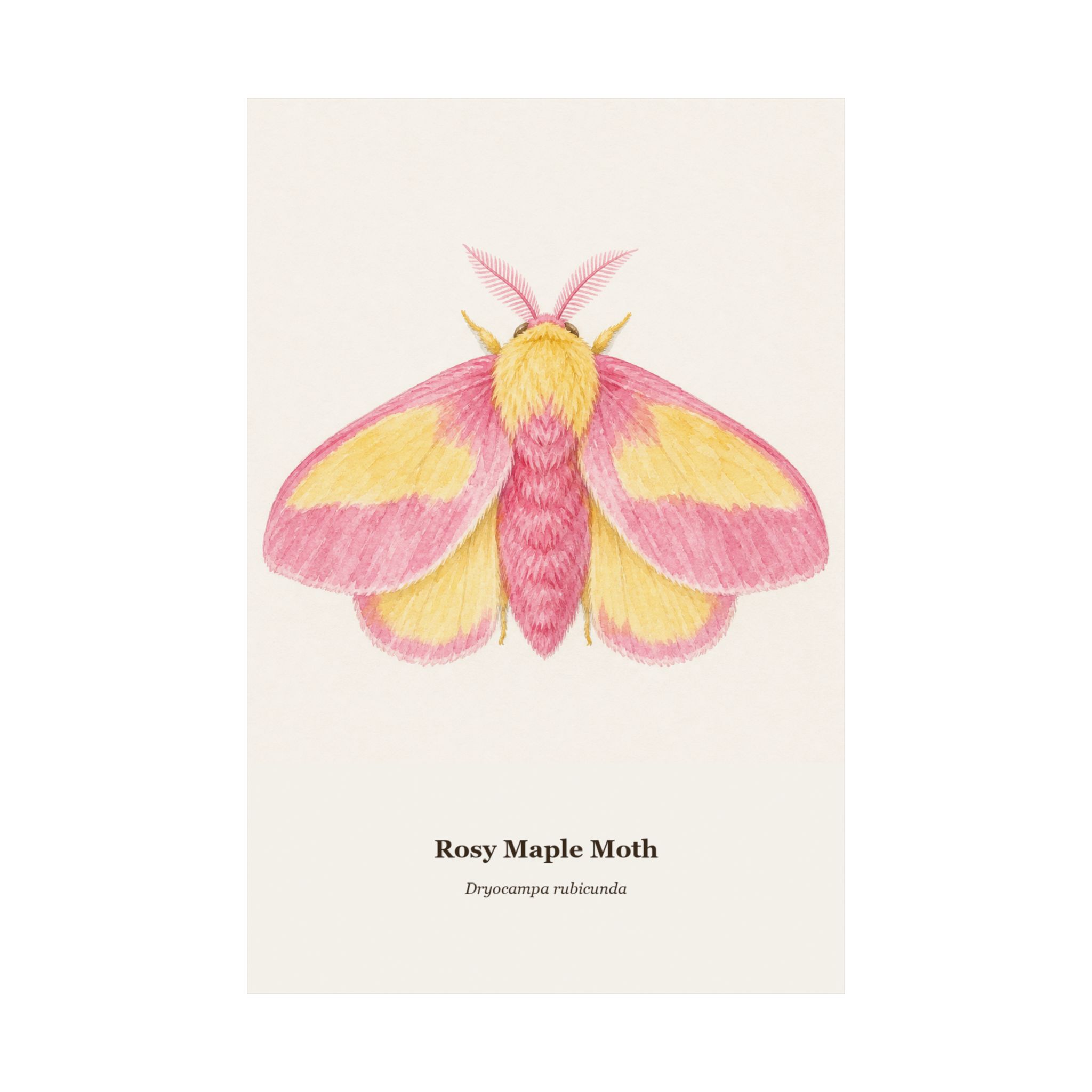 Rosy Maple Moth Watercolor Print - Image 6