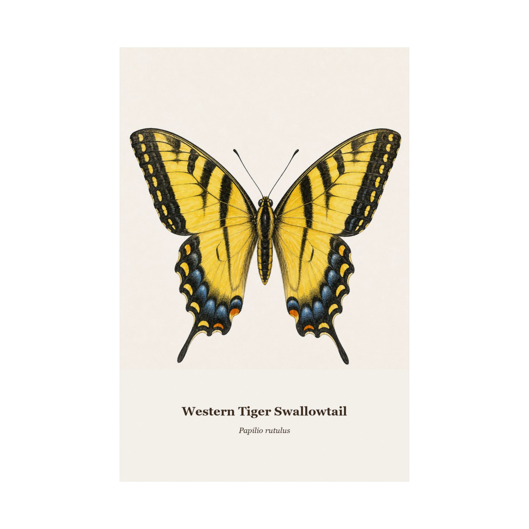 Western Tiger Swallowtail Watercolor Print - Image 10