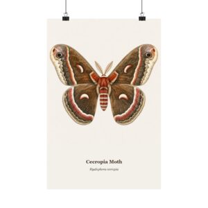 Cecropia Moth Watercolor Print