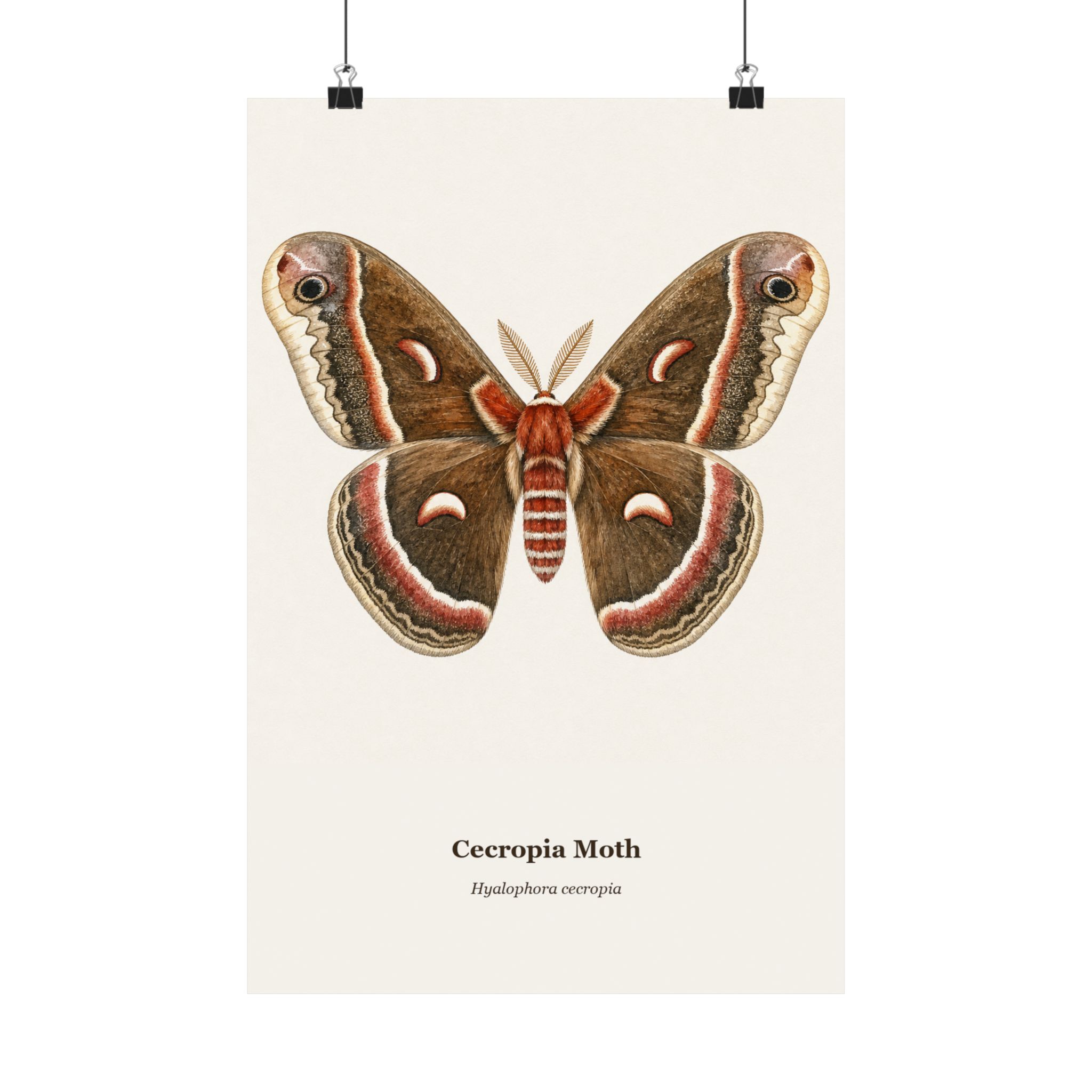 Cecropia Moth Watercolor Print