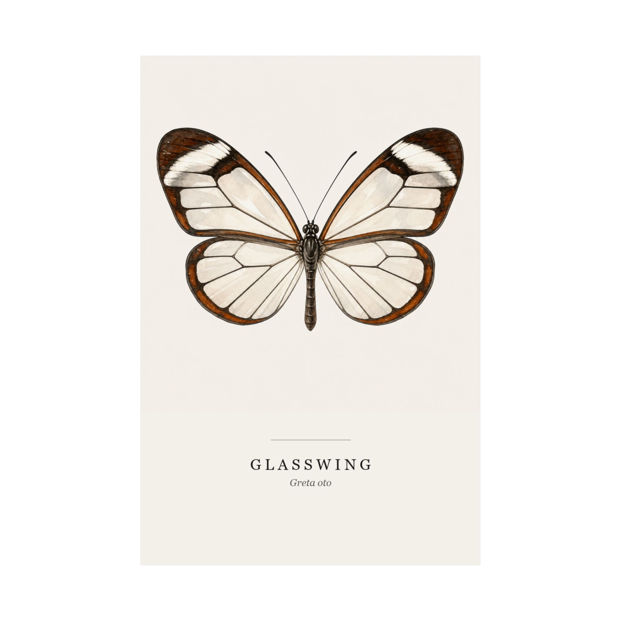 Glasswing Watercolor Print - 12x18 - Image 2