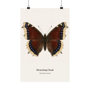 Mourning Cloak Watercolor Print