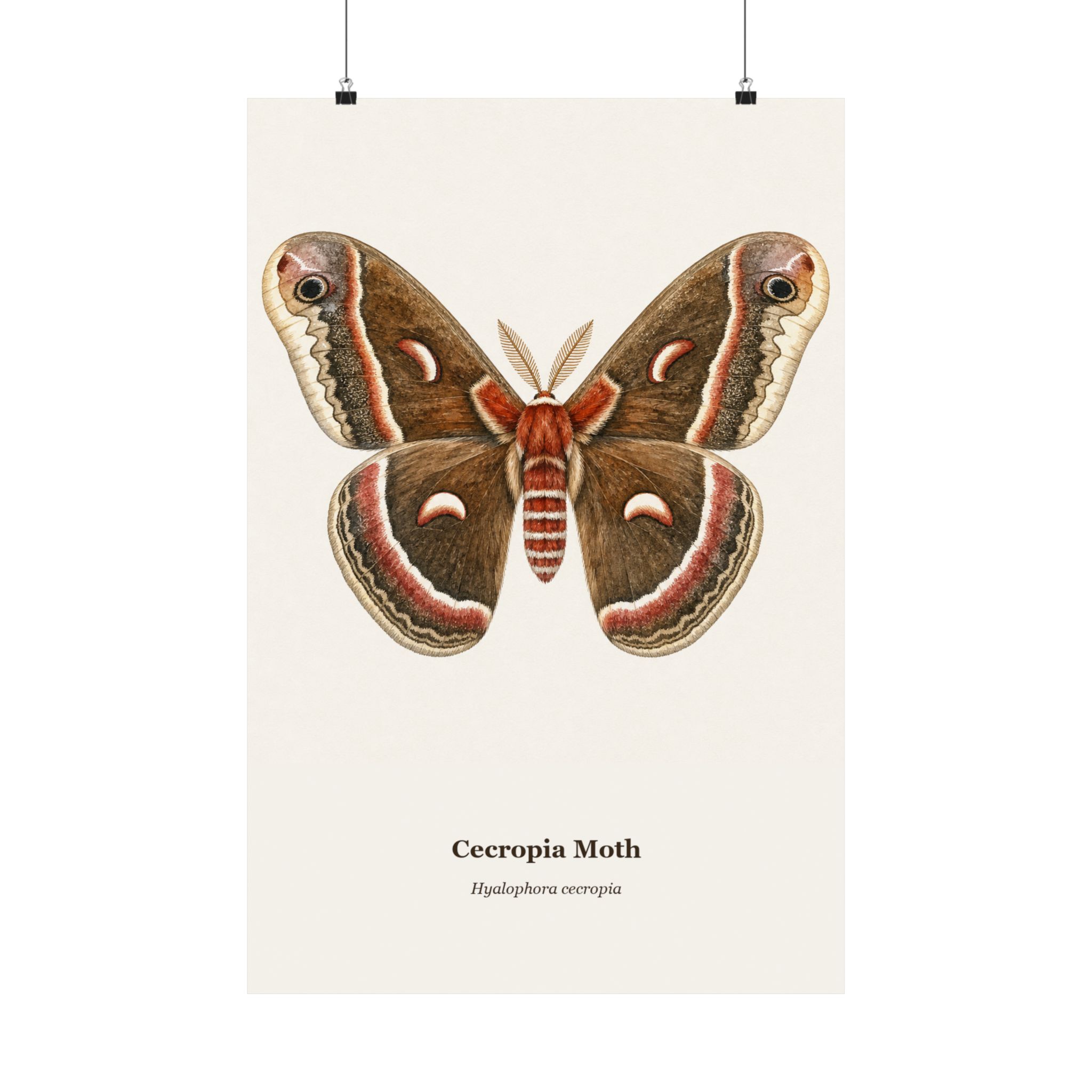 Cecropia Moth Watercolor Print - Image 5