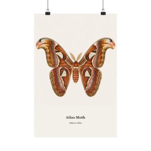Atlas Moth Watercolor Print