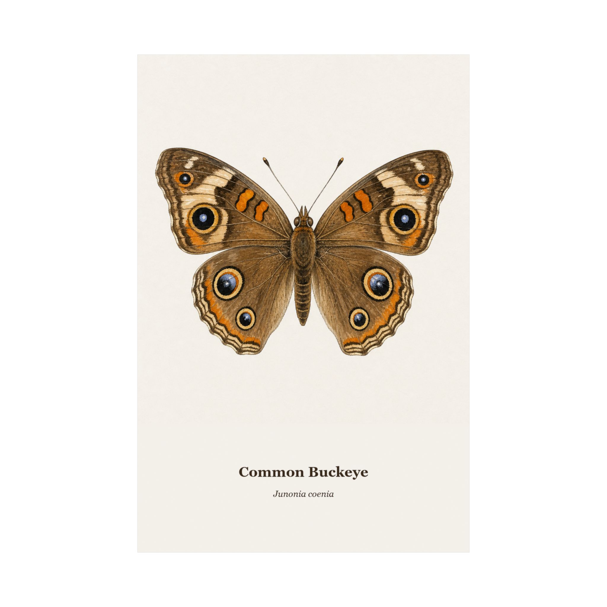 Common Buckeye Watercolor Print - Image 10