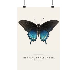 Pipevine Swallowtail Watercolor Print - 12x18