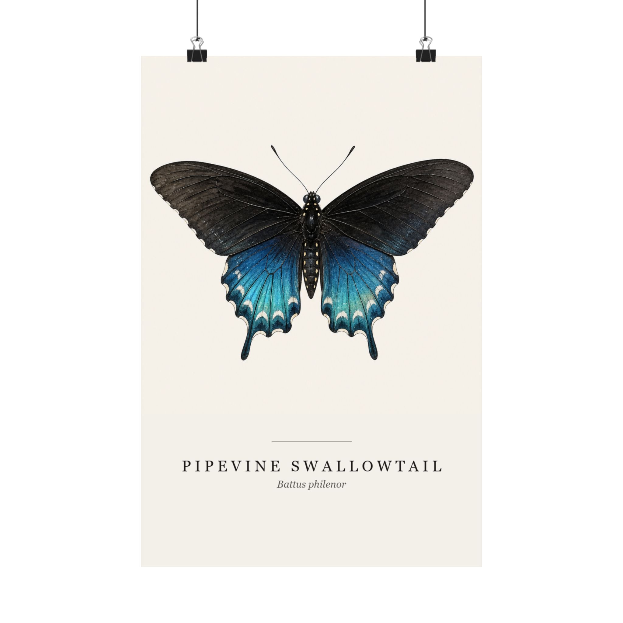 Pipevine Swallowtail Watercolor Print - 12x18