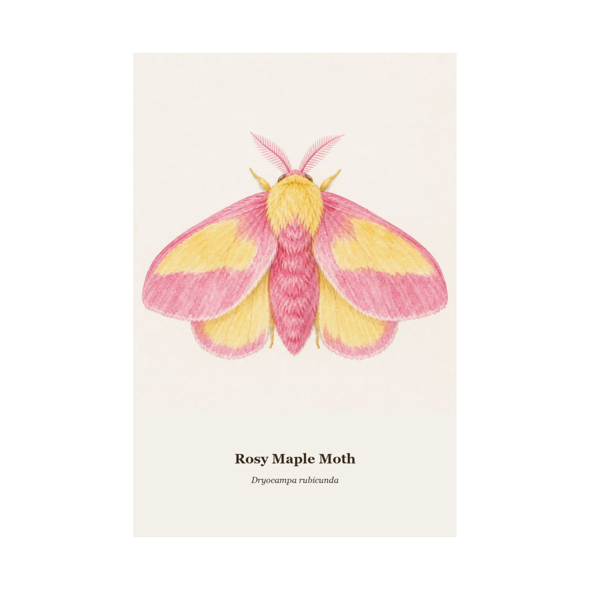 Rosy Maple Moth Watercolor Print - Image 10