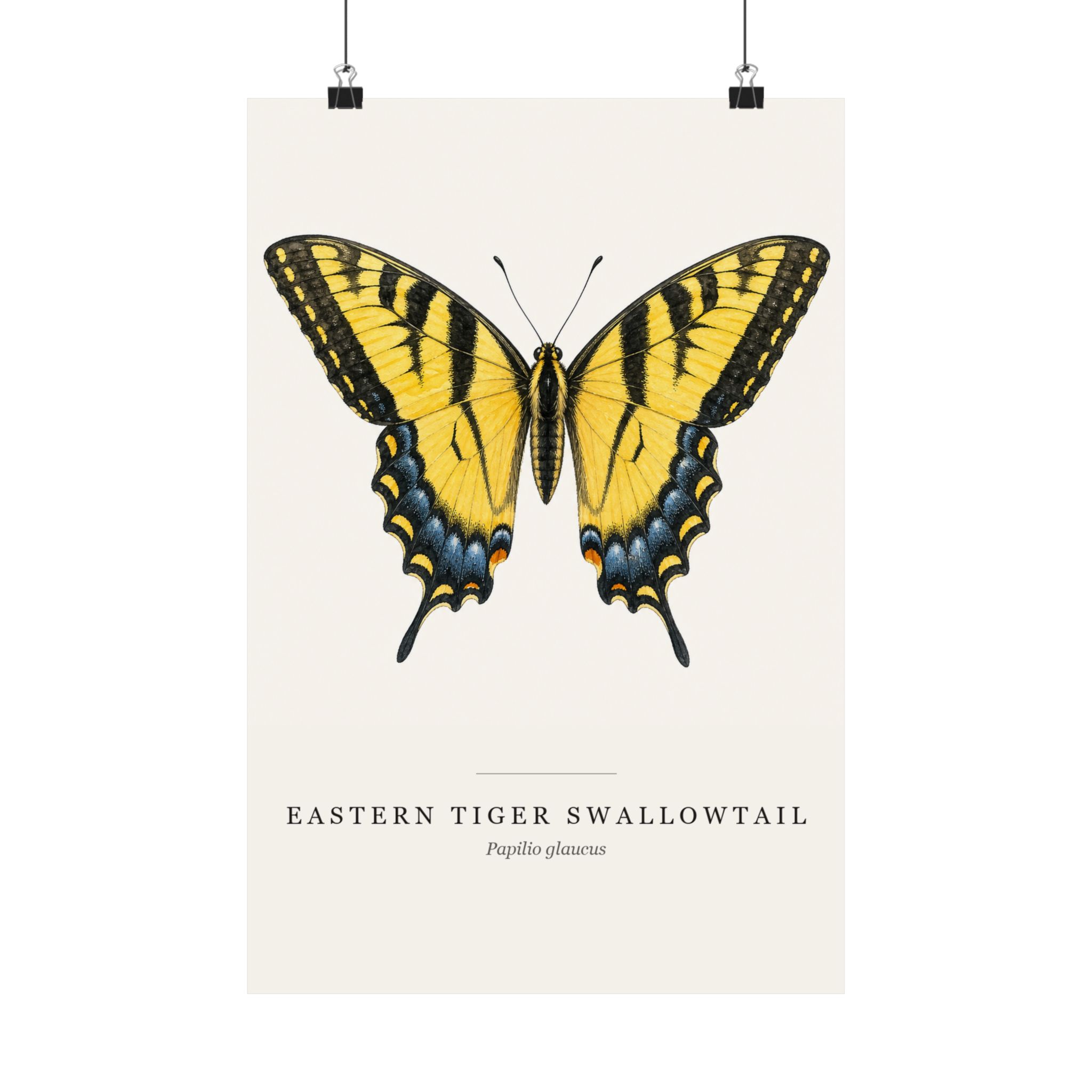 Eastern Tiger Swallowtail Watercolor Print - 12x18