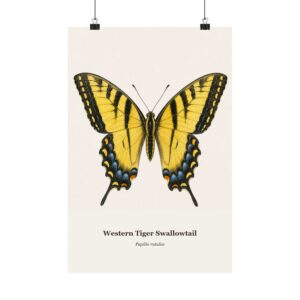 Western Tiger Swallowtail Watercolor Print