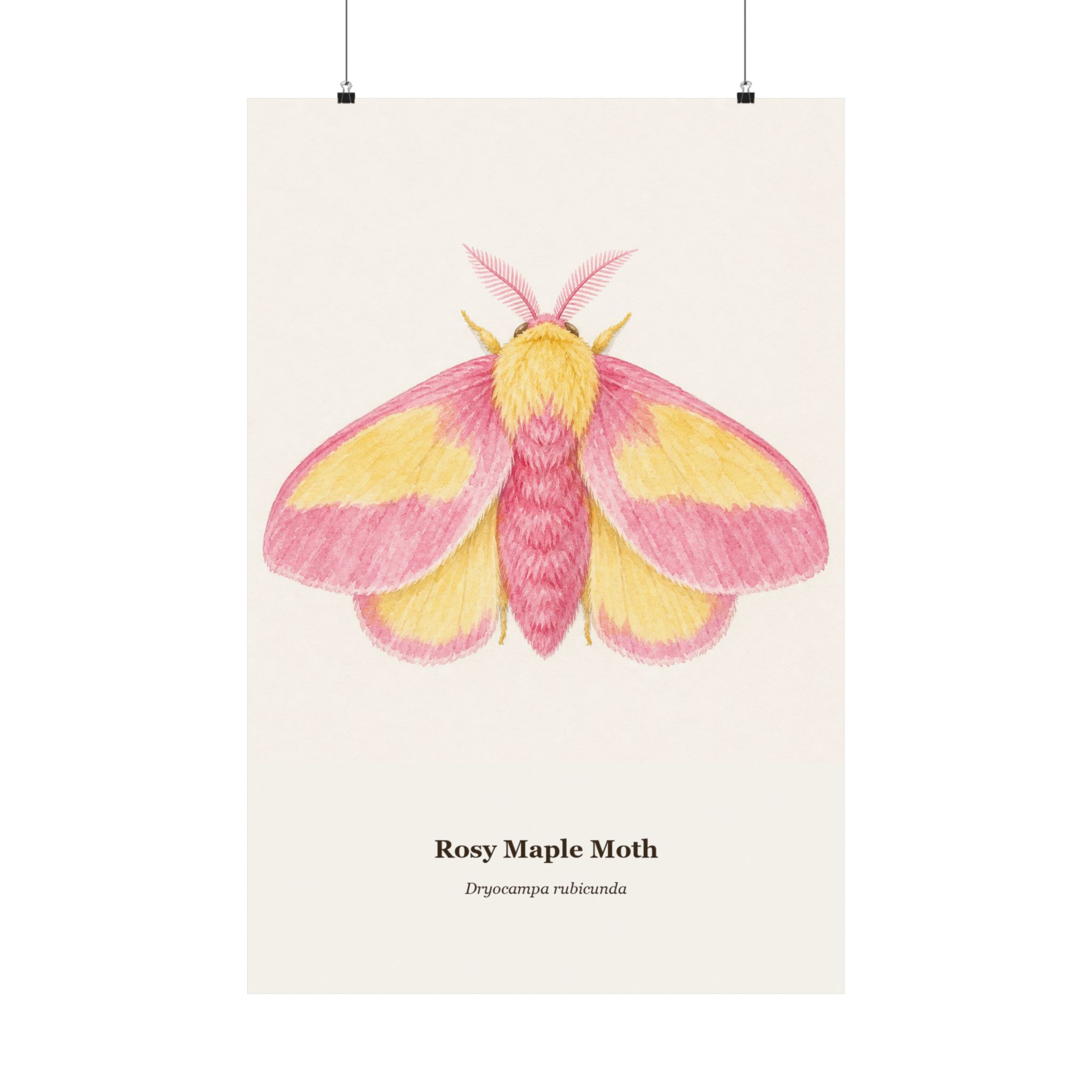 Rosy Maple Moth Watercolor Print - Image 9