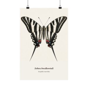 Zebra Swallowtail Watercolor Print