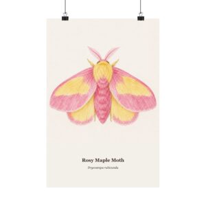 Rosy Maple Moth Watercolor Print