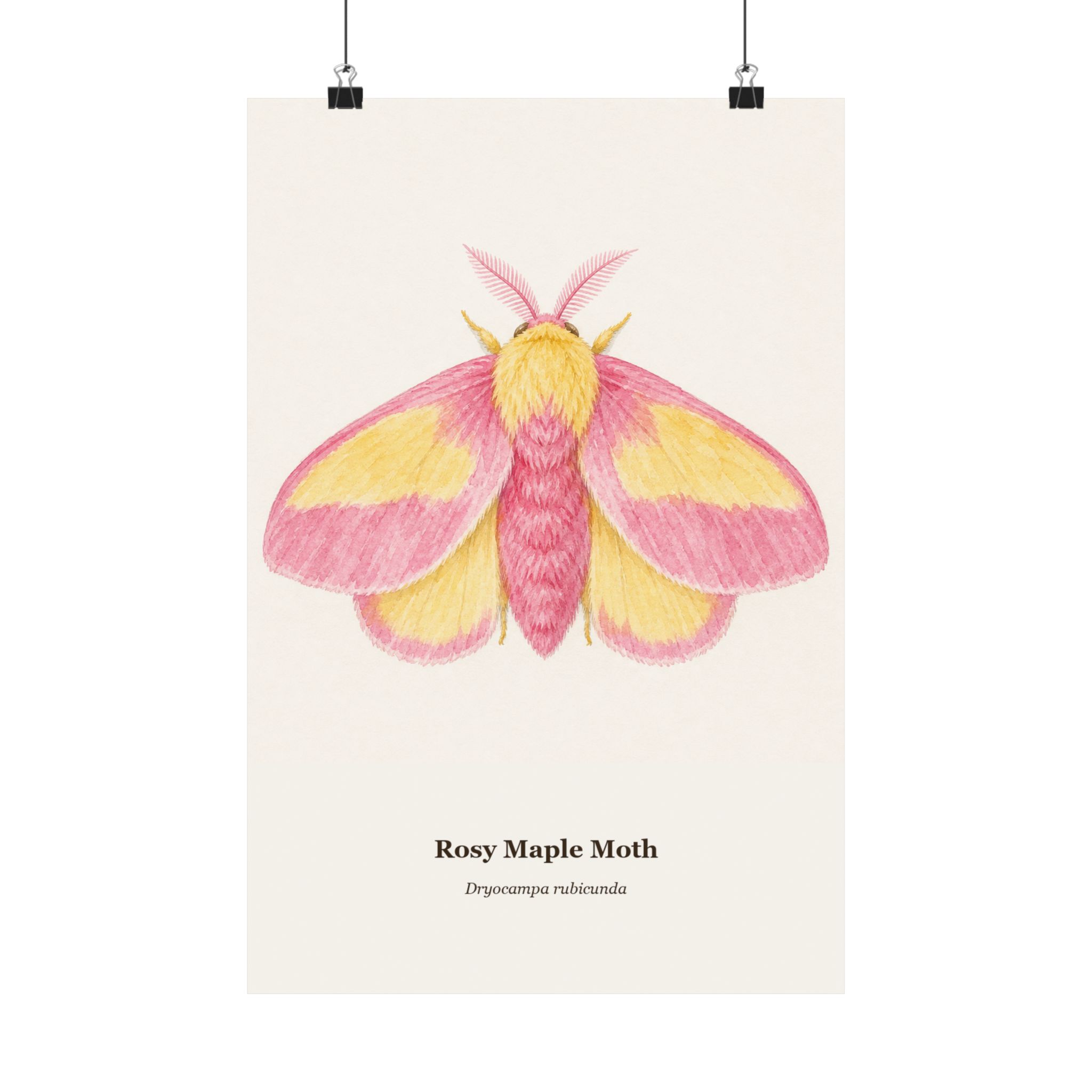 Rosy Maple Moth Watercolor Print