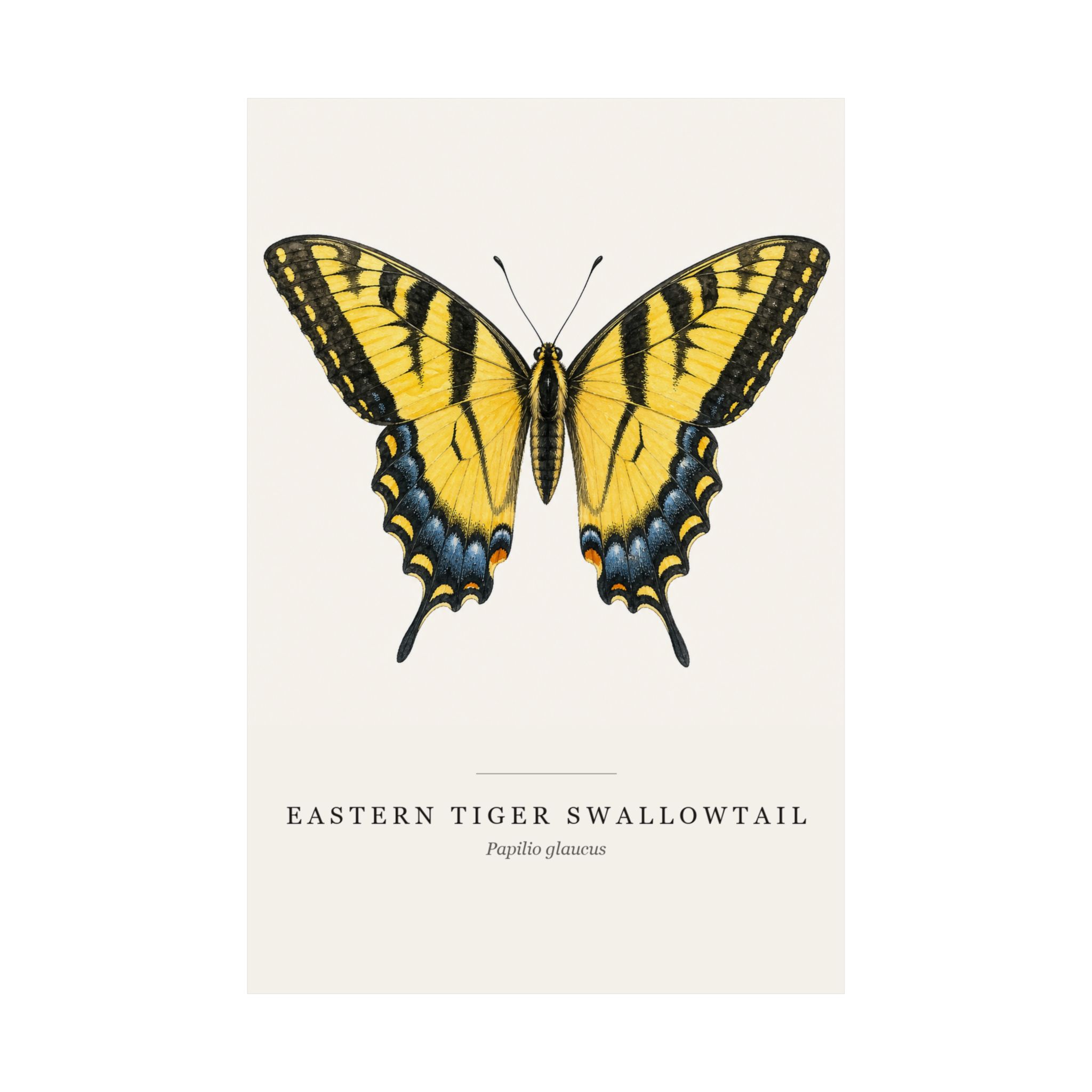 Eastern Tiger Swallowtail Watercolor Print - 12x18 - Image 2