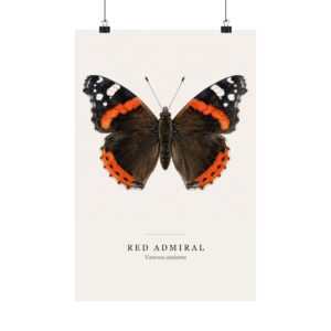 Red Admiral Watercolor Print - 12x18
