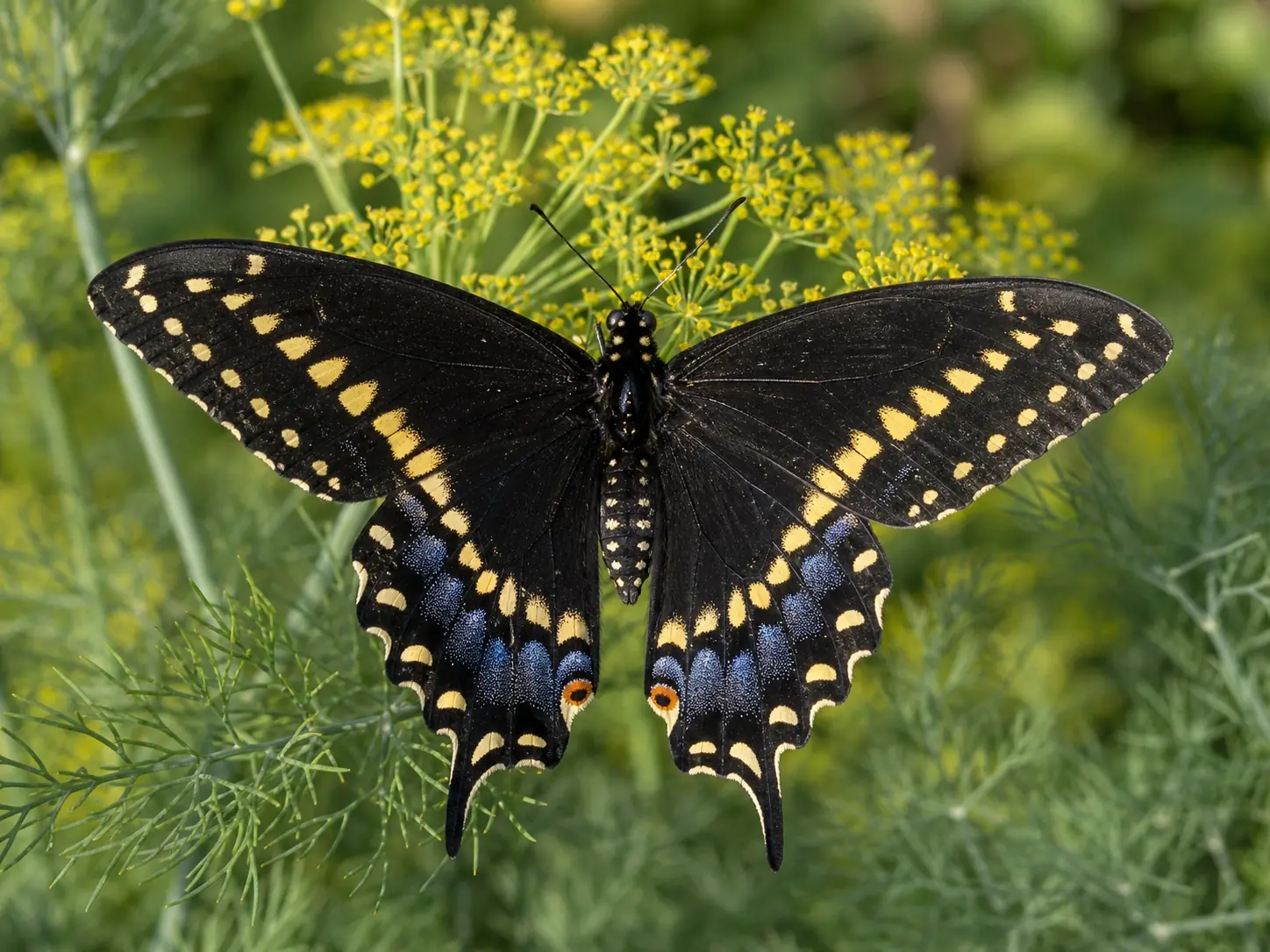 Female black swallowtail Papilio polyxenes with yellow band spots and blue hindwing scaling nectaring on a dill flower head