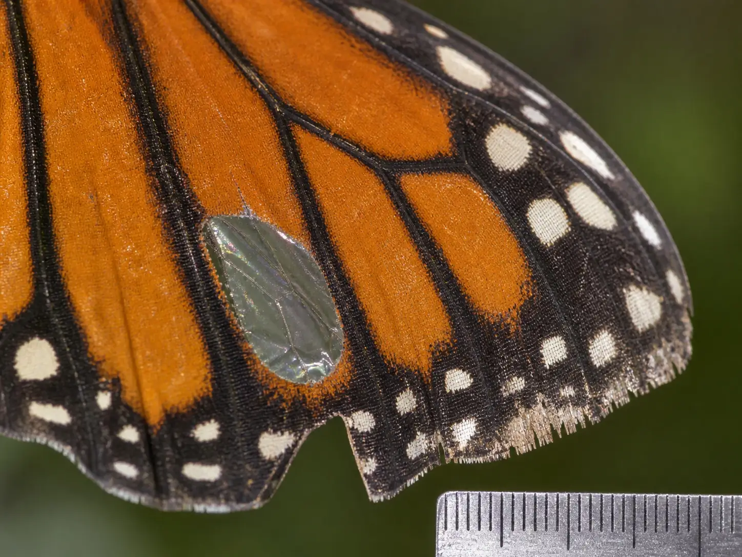 Close up macro photo of a monarch butterfly wing showing scoring features including bird beak notch, scale transparency, and edge fraying