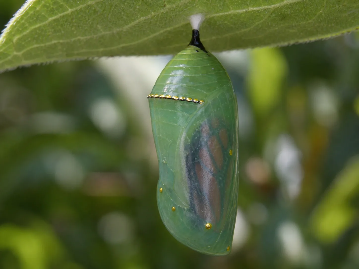 Monarch butterfly chrysalis showing jade green color and metallic gold dots