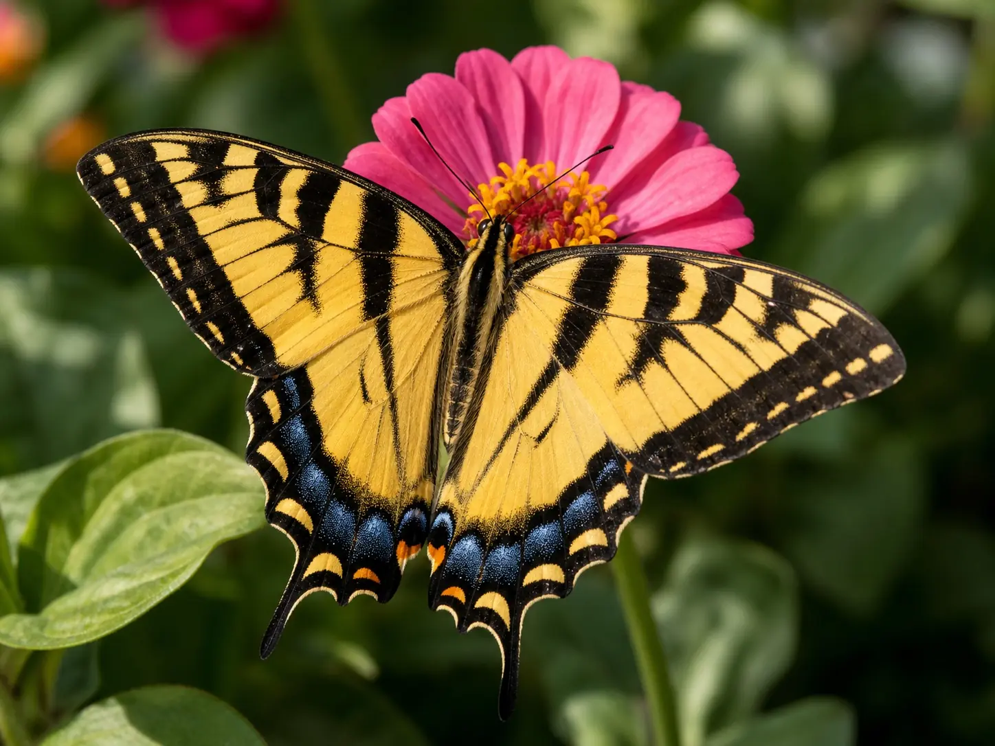 Male eastern tiger swallowtail Papilio glaucus with bright yellow wings and bold black tiger stripes nectaring on a pink zinnia