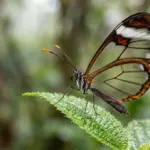Glasswing Butterfly: Why Its Wings Are See-Through