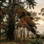 Monarch Butterfly Grove Guide: Where to See Them in California