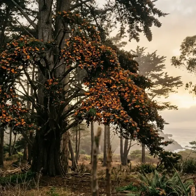 Monarch Butterfly Grove Guide: Where to See Them in California